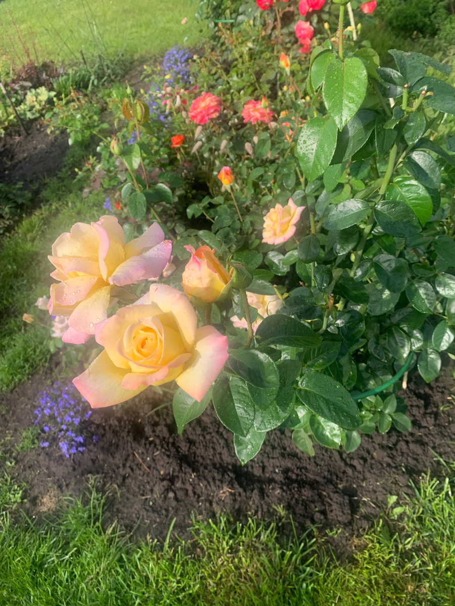 1. Розы Глория Деи Пульман Ориент Экспресс.