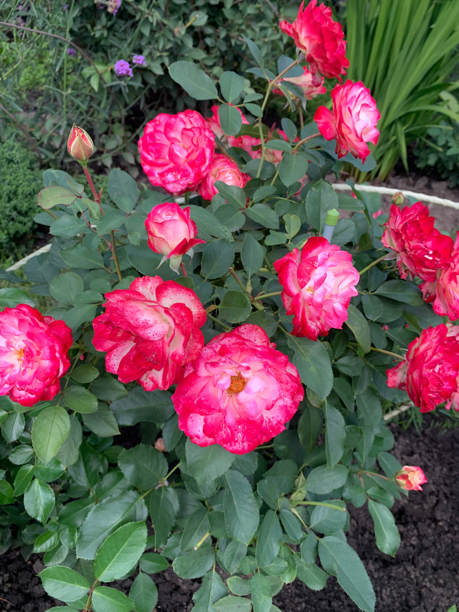 2. роза Юбилей принца Монако, все фото автора