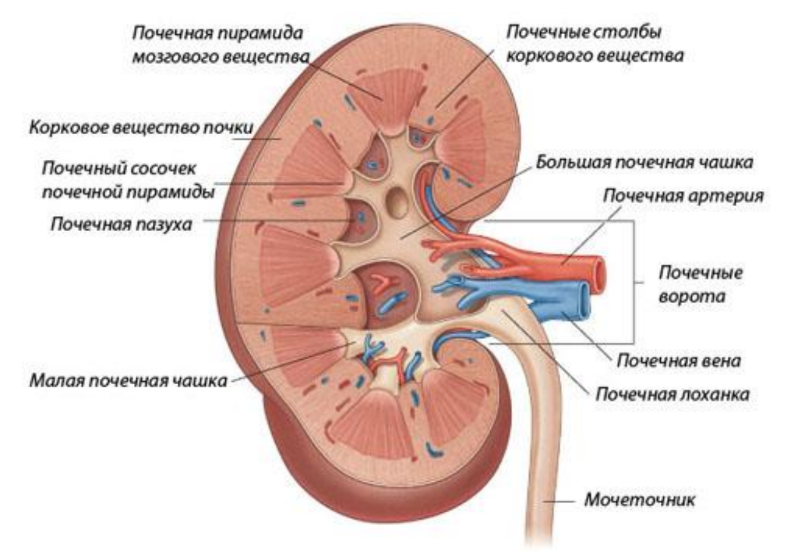 Структурно-функциональной единицей почки является нефрон. Основная функция нефрона состоит в фильтрации плазмы крови и формировании мочи