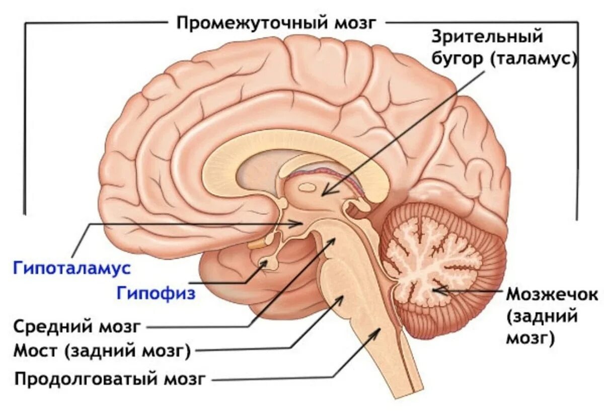 Место нахождения гипоталамуса и гипофиза в мозге. Сагиттальный срез схематично на уровне срединных структур 