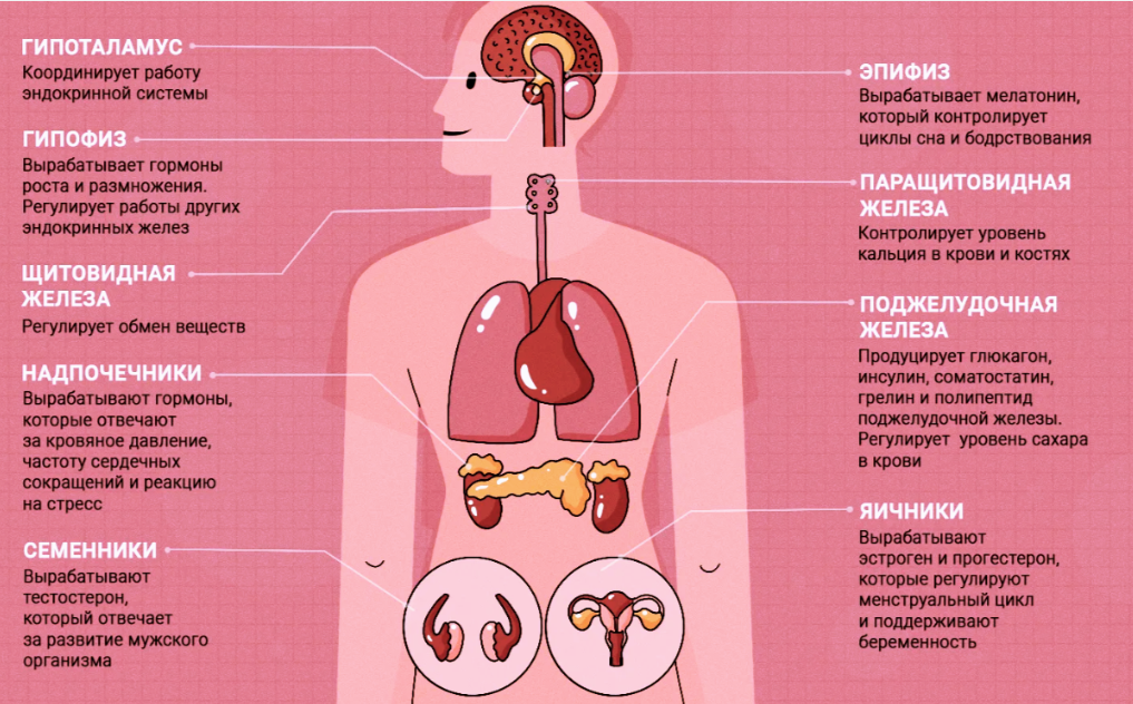 Схематичное представление эндокринной системы в организме человека