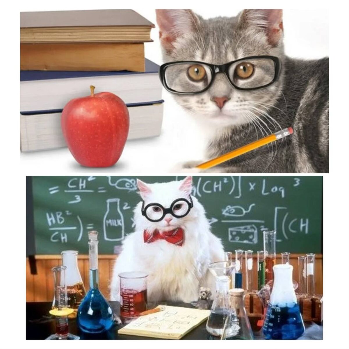 Кот ученый или ученый кот? Что делать, если кот умнее вас? 