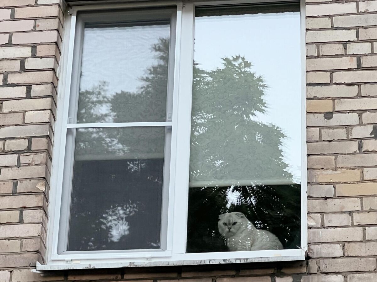    Кот смотрит на улицу из окна квартиры© РИА Новости / Наталья Селиверстова