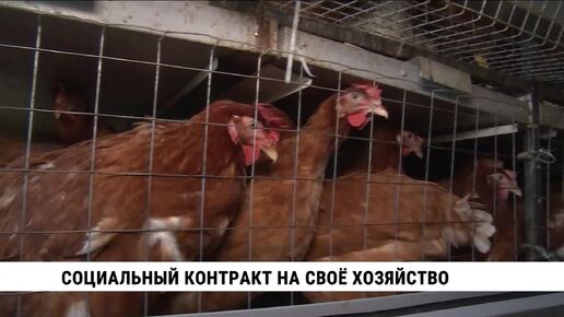 Социальный контракт на своё хозяйство могут получить хабаровчане