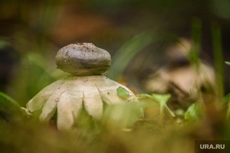 Жители Свердловской области нашли краснокнижные грибы (фото из архива). Фото: Илья Московец © URA.RU