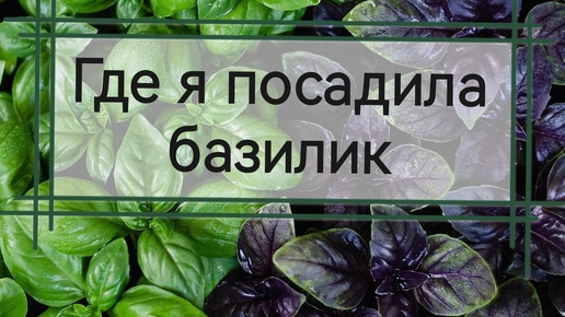 Посадила базилик среди огурцов и помидоров