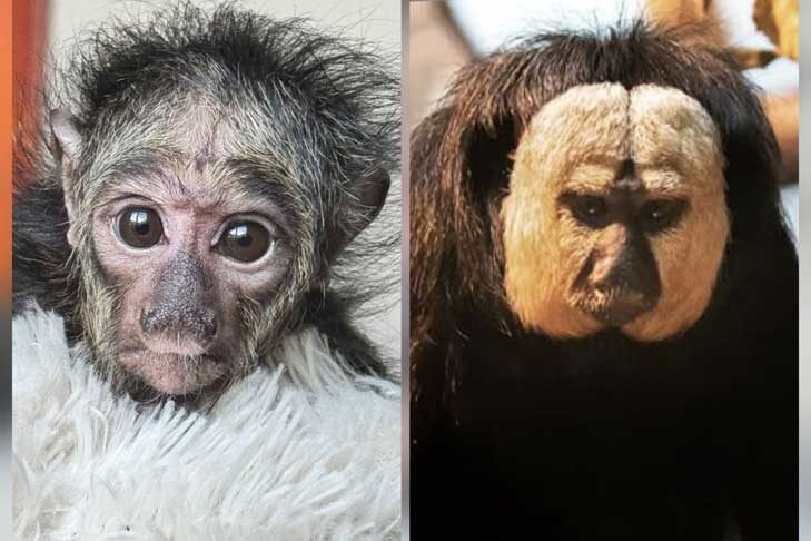    Пока еще малыш Кеша совсем не похож на своих родителей. Коллаж VN.ru