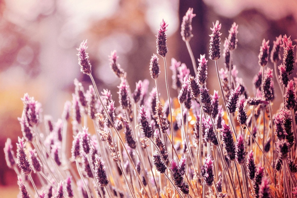     Не дайте лаванде засохнуть: 7 скрытых причин и 3 эффективных решения