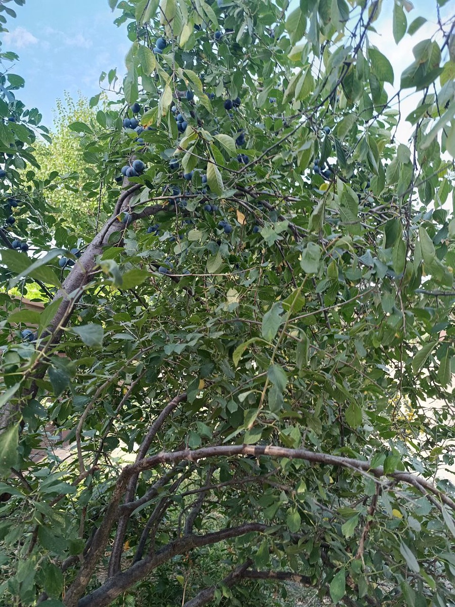 Круглая и средняя слива в Усть-Лабинске