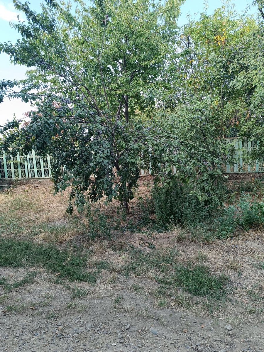 Сливовые гроздья. Ветки ломятся от плодов