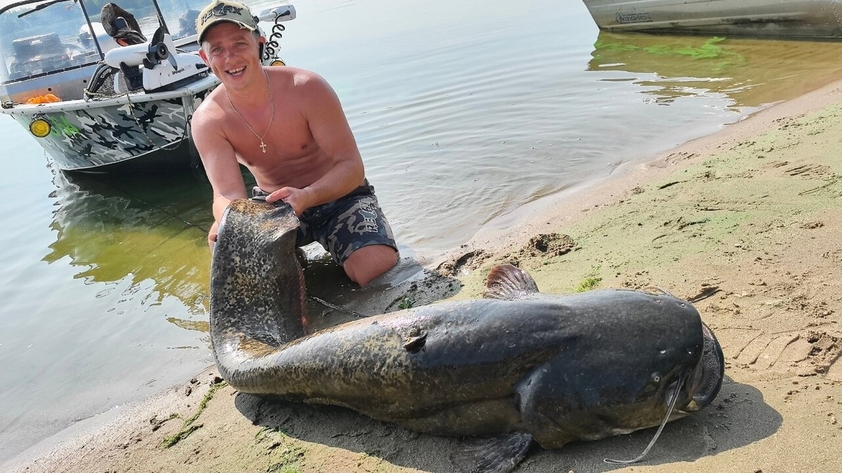    Саратовец поймал сома на 36 кг и отпустил в воду подрастатьНовости Саратова и области – Сетевое издание «Репортер64»