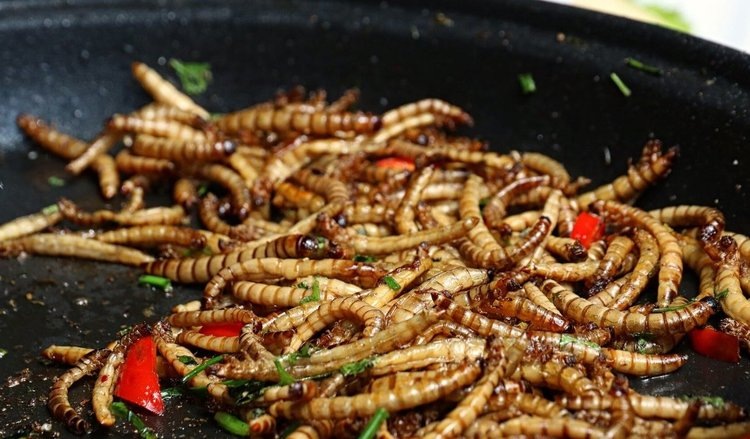    Нежелание людей есть насекомых можно смягчить технологиями переработки