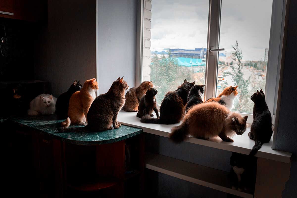 Denis Nazarov / Shutterstock / FOTODOM📷Количество домашних животных определяется, исходя из возможности владельца обеспечивать животным соответствующие условия