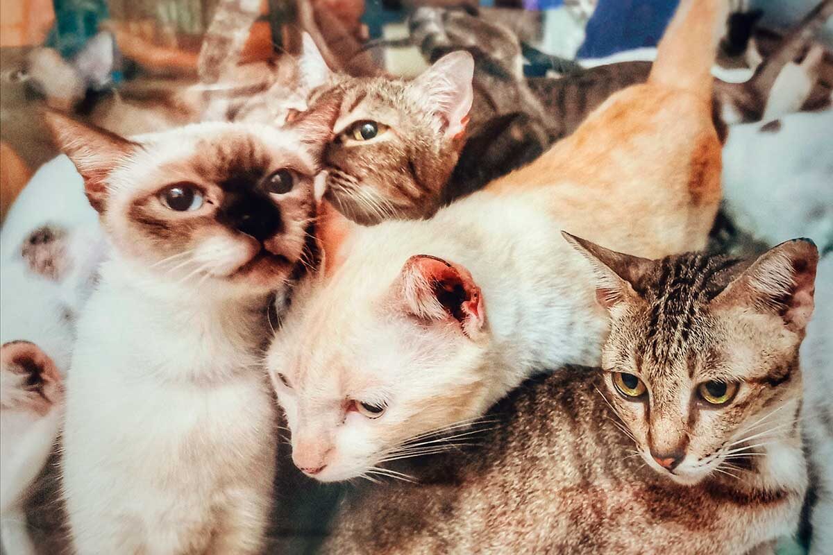 Catbeat / Shutterstock / FOTODOM📷Cобственники квартир в многоквартирных домах должны поддерживать помещения в надлежащем виде