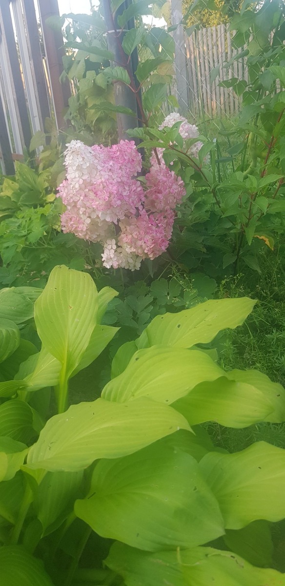 Одна из моих любимиц