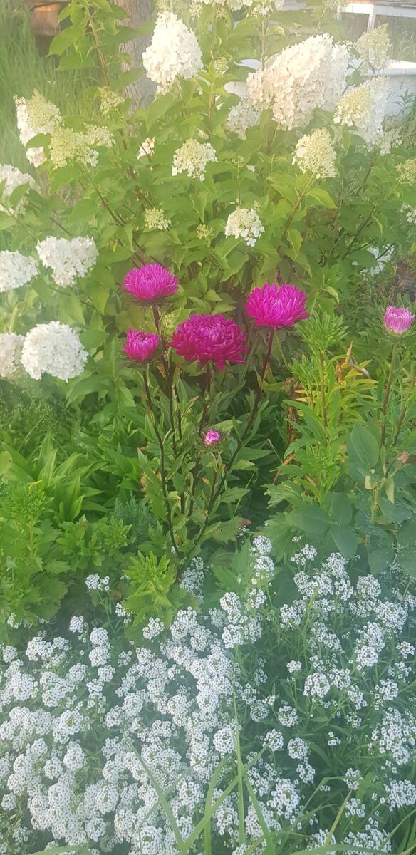 этой Гортензии три года