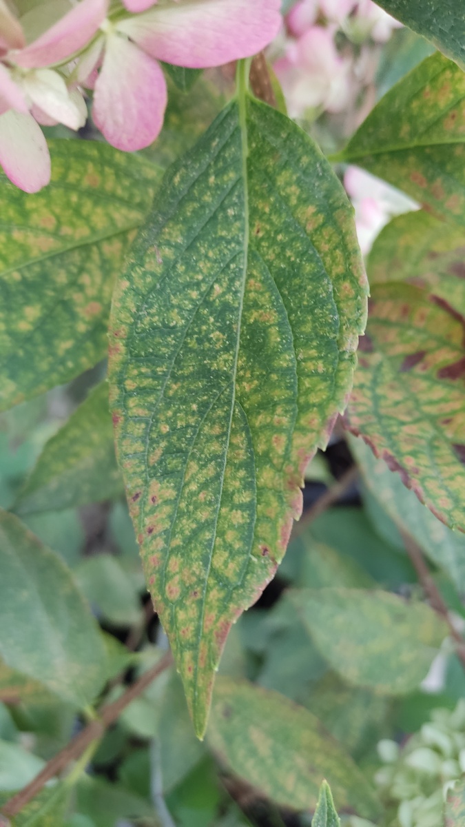 Пример поражённого клещом растения