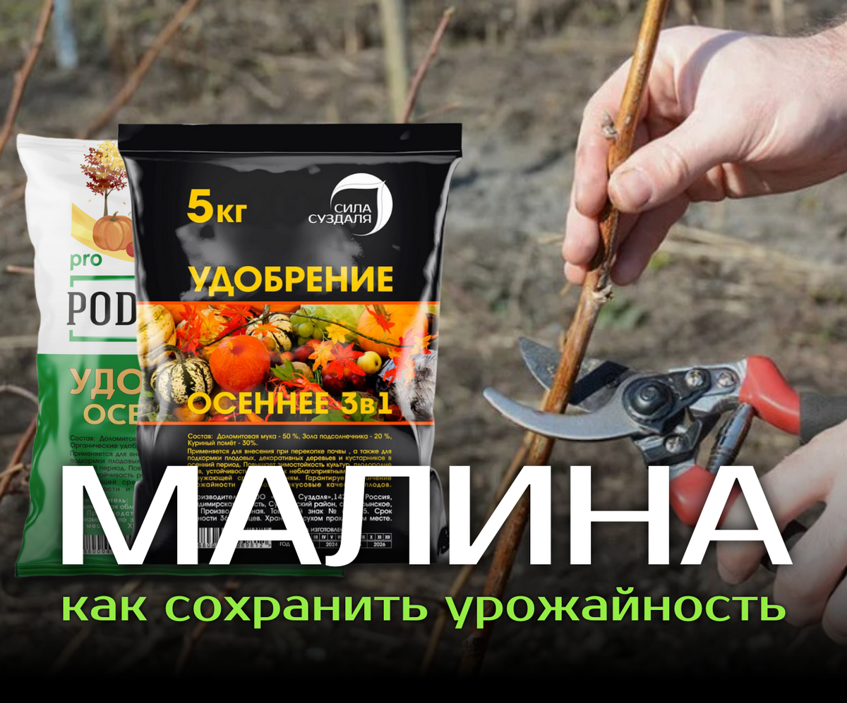 Заботимся о малине: осенняя подкормка для здоровых кустов с удобрениями от бренда Сила Суздали