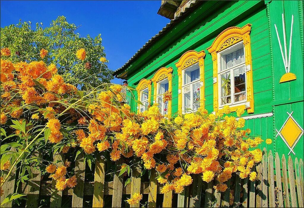 Прелестный, солнечный цветок Золотой шар.