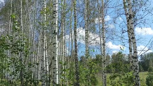 Ходарикам подарок 🍄из Сибирских лесов🌲