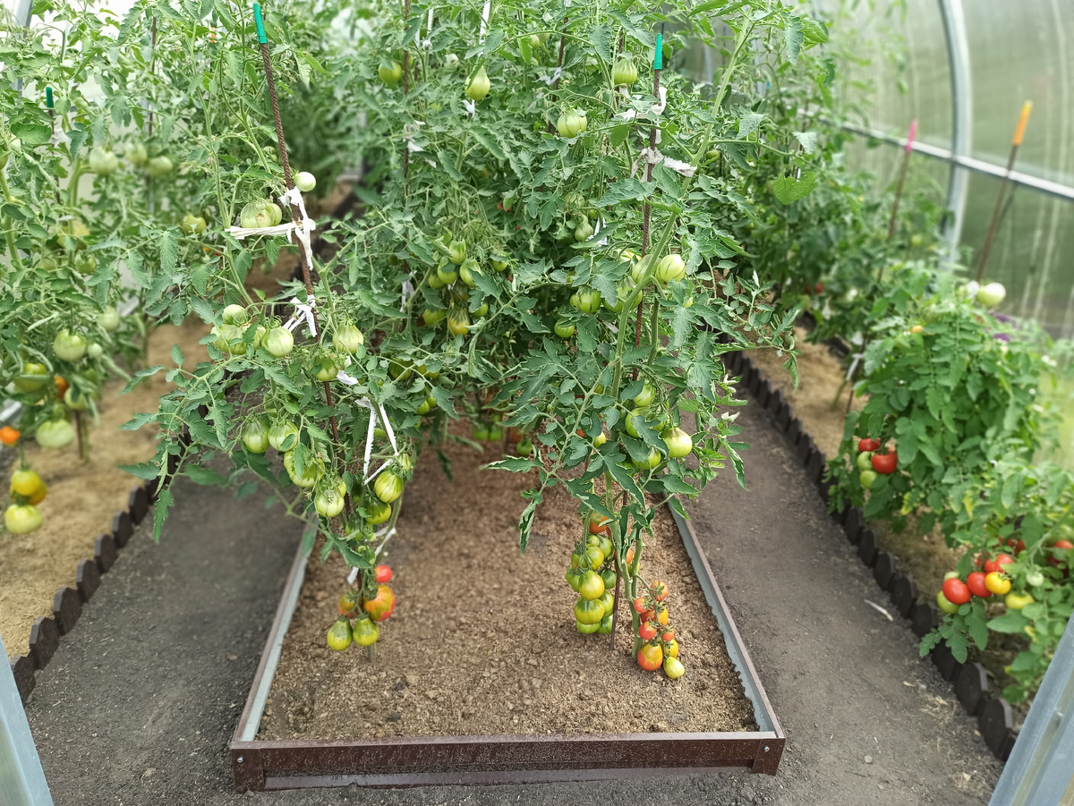 Моя теплица с томатами