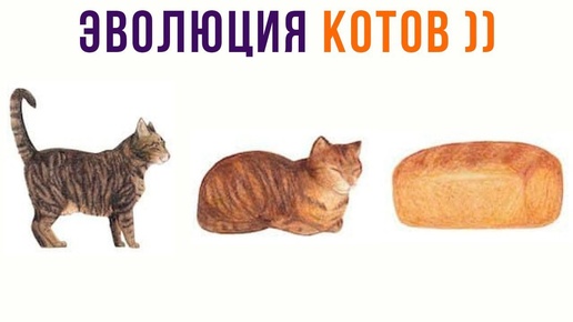 Эволюция кошек от А до Я