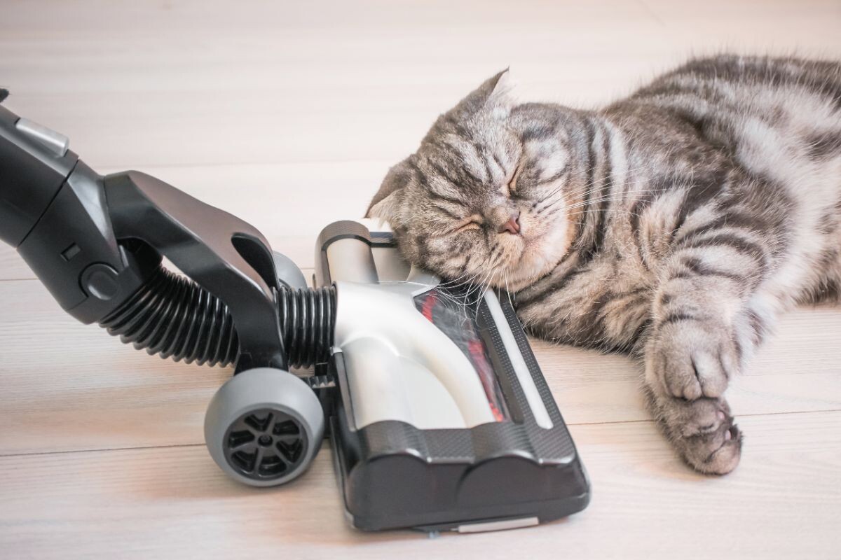 Можно ли пылесосить кошку