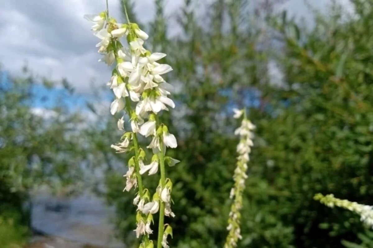    До +25 градусов потеплеет в Свердловской области на следующей неделе