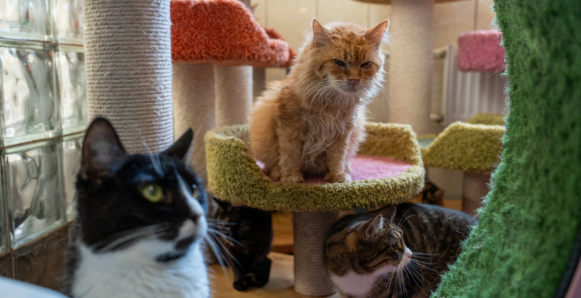    Фото: «Пятёрочка»