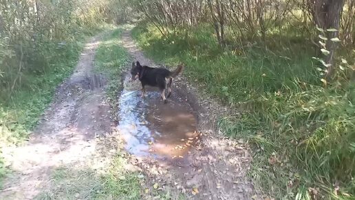 Прогулка по лесу, это не бесполезное занятие!