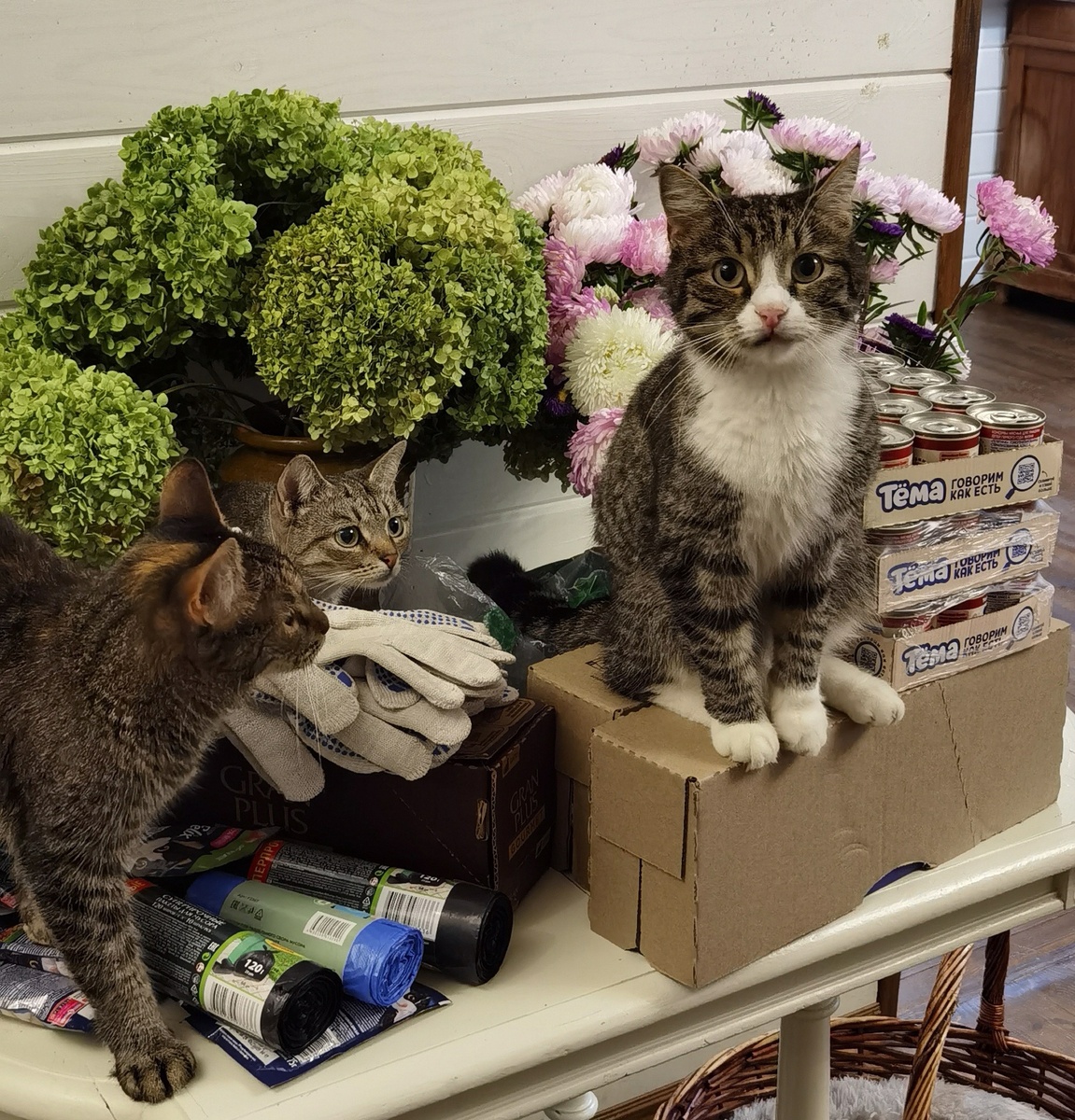 Фуфырик, Черничка и Анюта