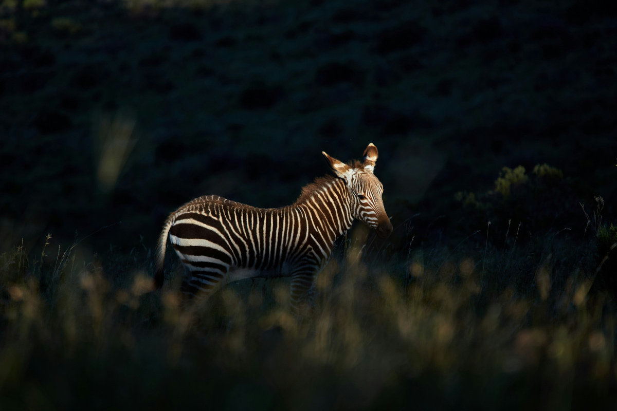 Картинка с бесплатного фотостока https://unsplash.com, автор Wolfgang Hasselmann