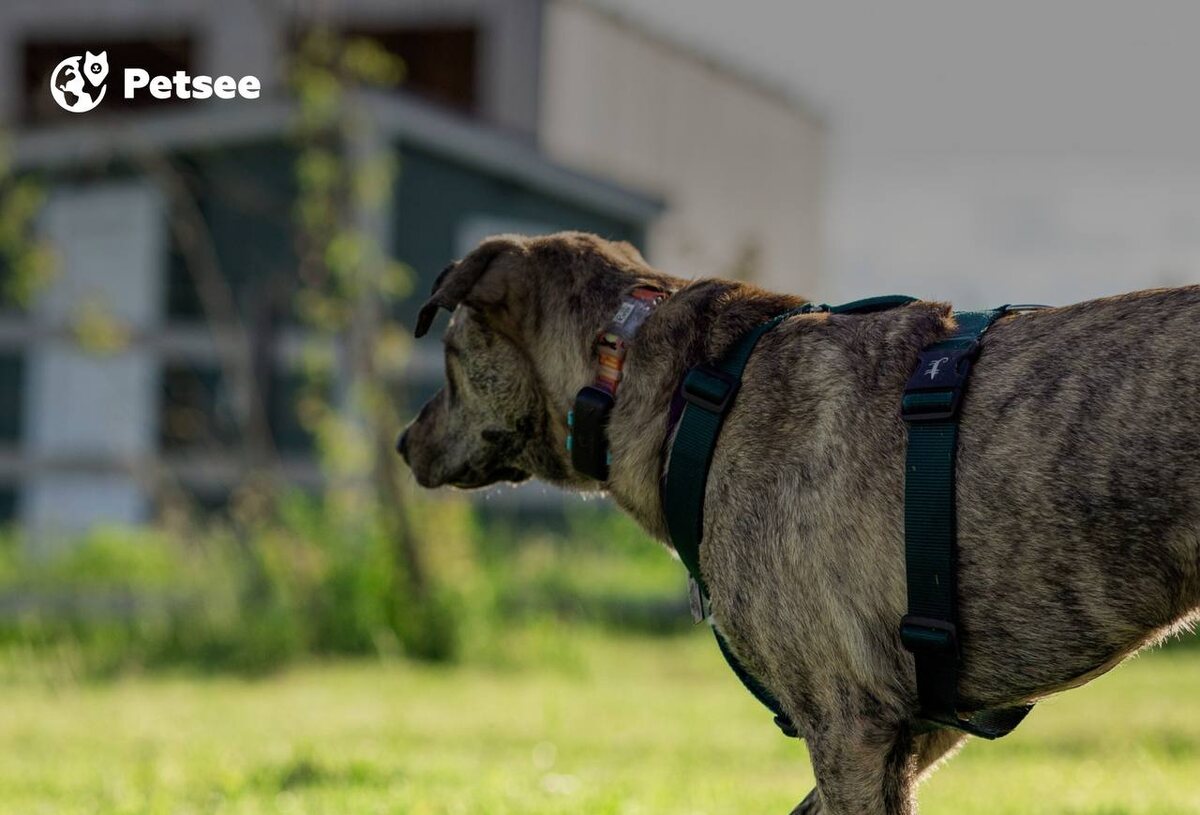 Ветеринары назвали пять пород собак, у которых могут проявиться серьезные проблемы со здоровьем