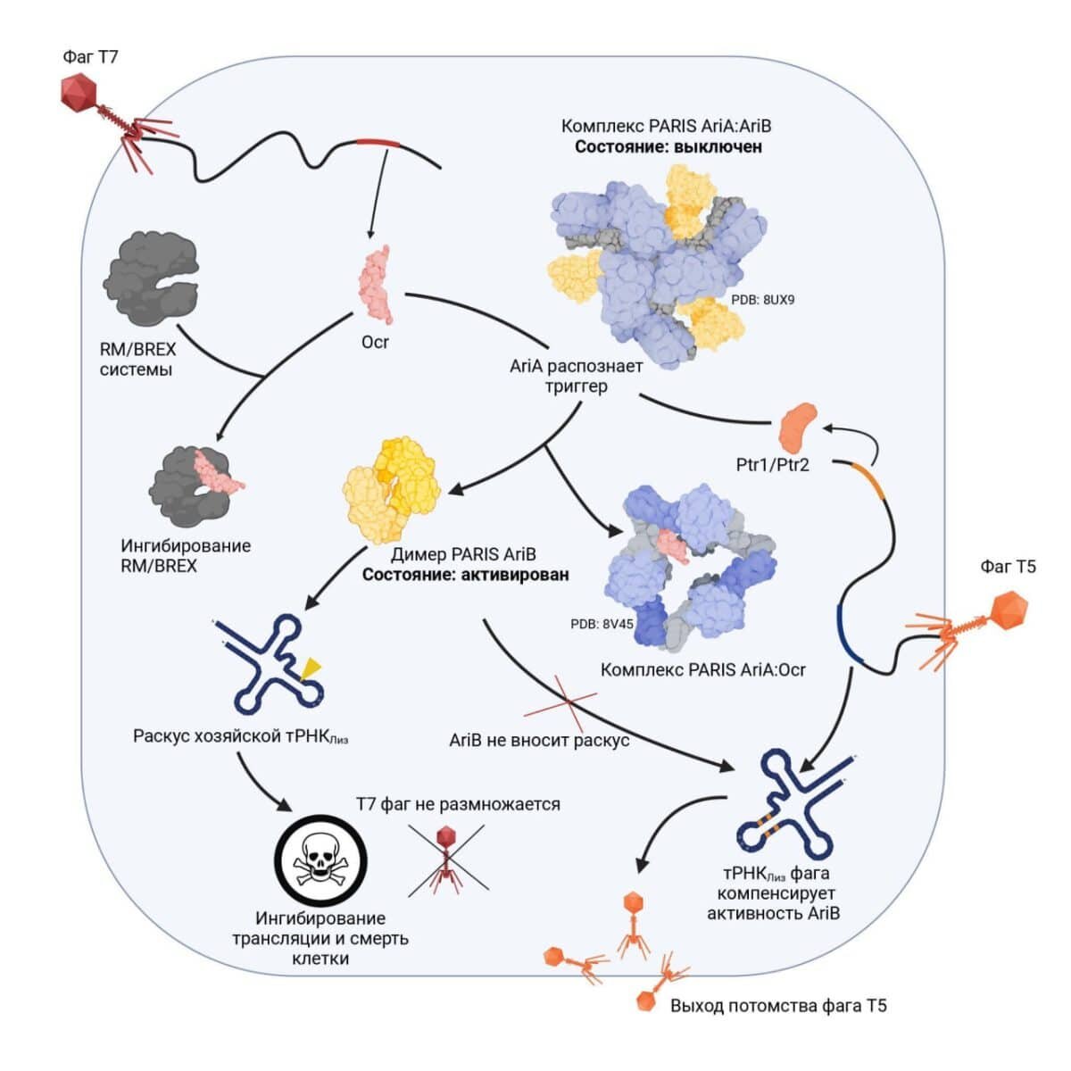    Графическая аннотация статьи / © Светлана Белухина, пресс-служба Сколтеха