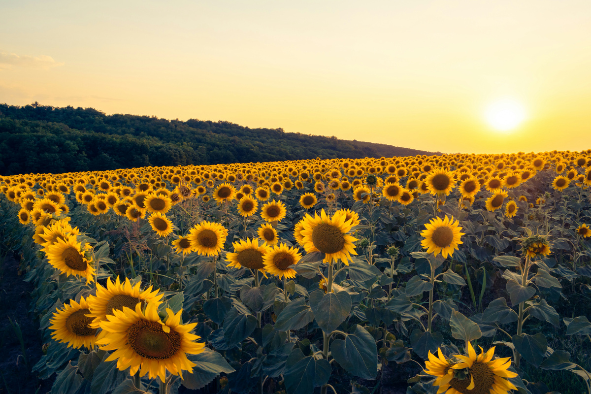 Картинка с бесплатного фотостока https://unsplash.com, автор Nikolett Emmert
