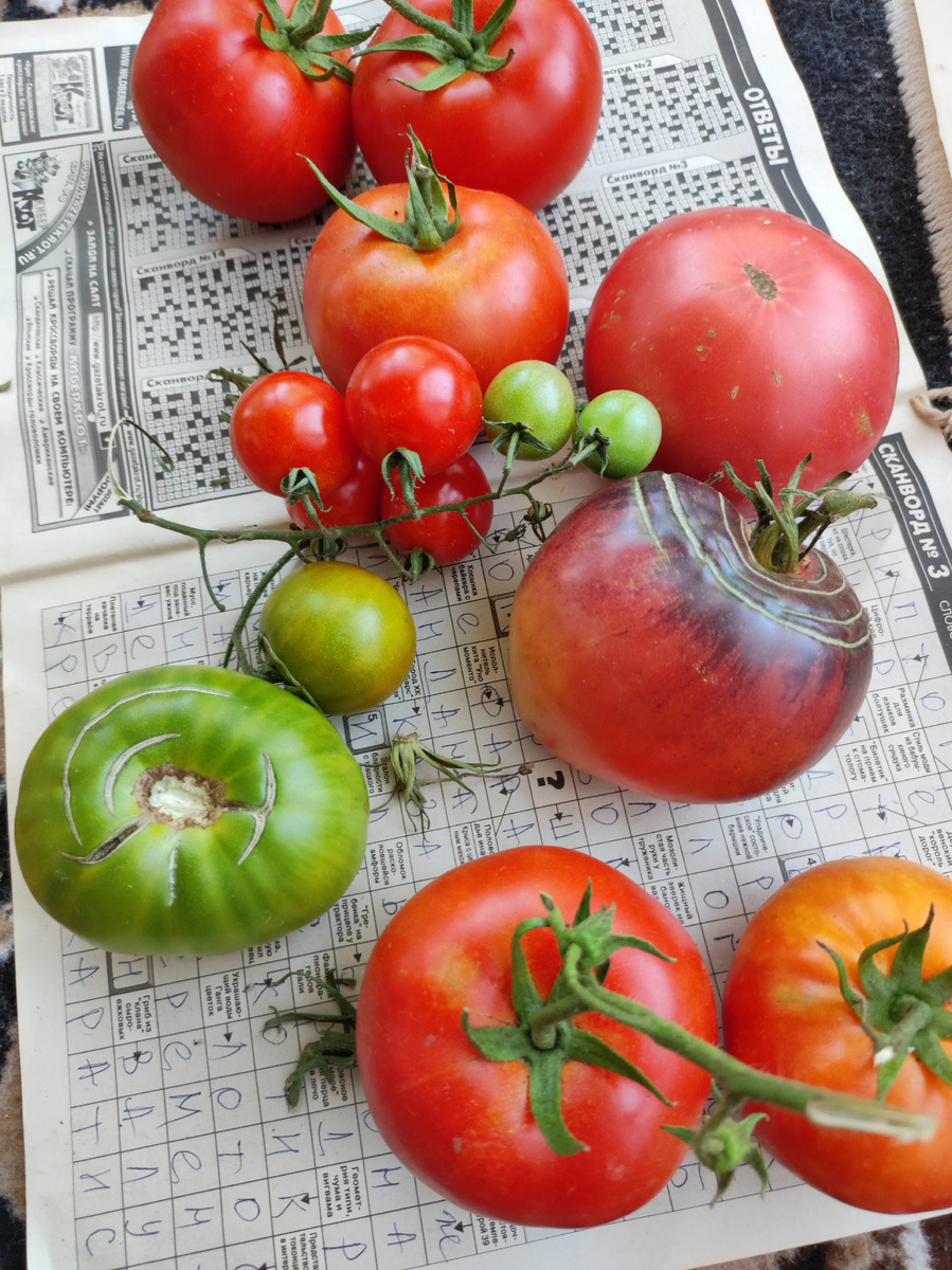 Сорт Эхо сам по себе зелёный и самый вкусный. Но я его часто путала сначала с незрелыми. Сейчас уже не спутаю ни за что. 