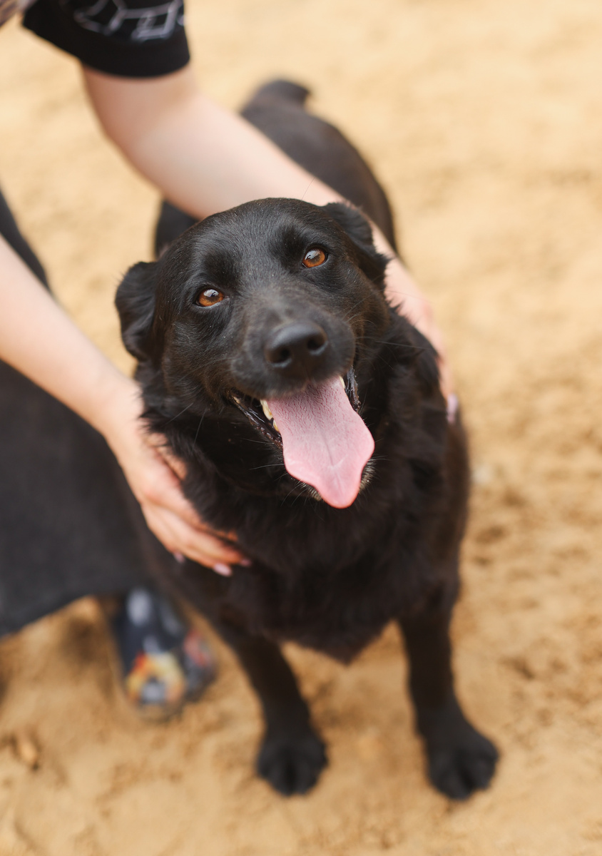 Можно здесь было бы написать, что-то жалостливое, но я же веселая собака, поэтому давайте о хорошем