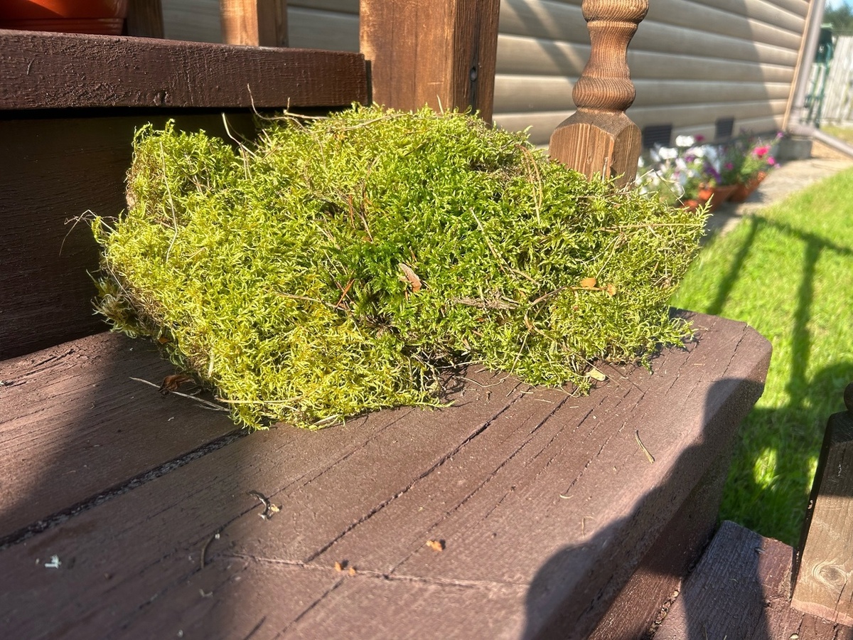 Мох сфагнум