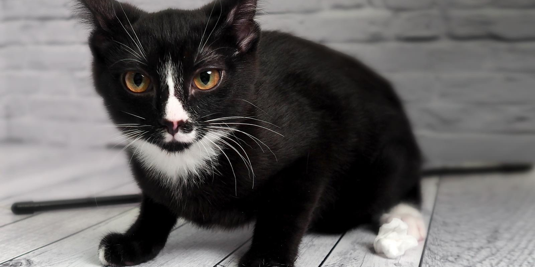 Месье Пуаро и его сестра и помощница начинают расследование! У кого ещё в доме нет котика? 🔎😼