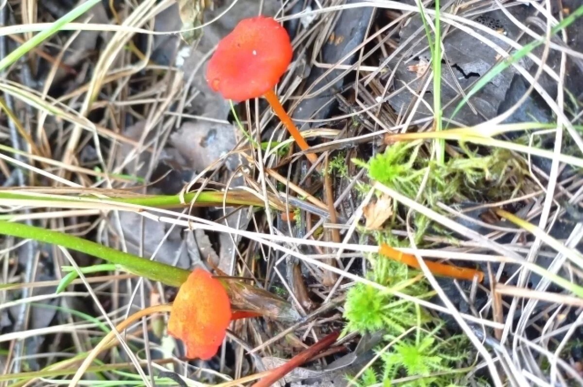    Специалист рассказала про редкий гриб, который растет на болотах