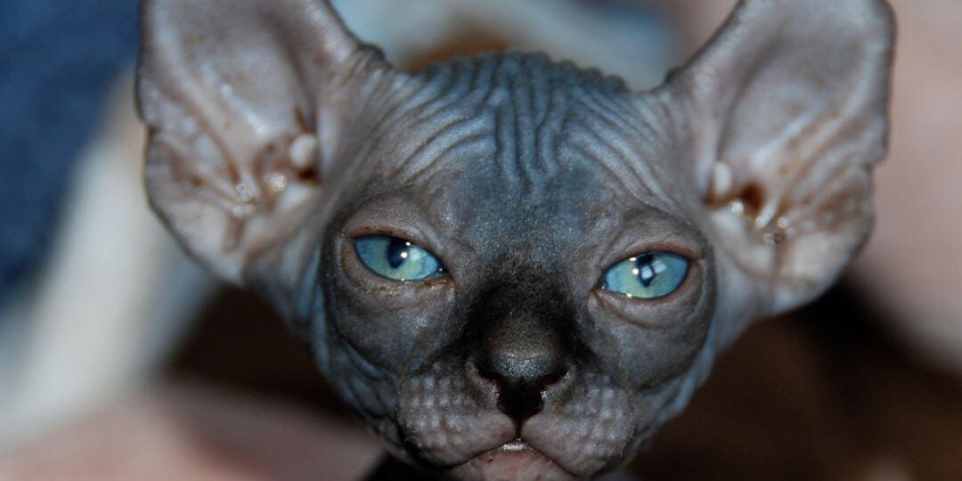 Почему эльф – порода кошек, которая не оставит вас равнодушным