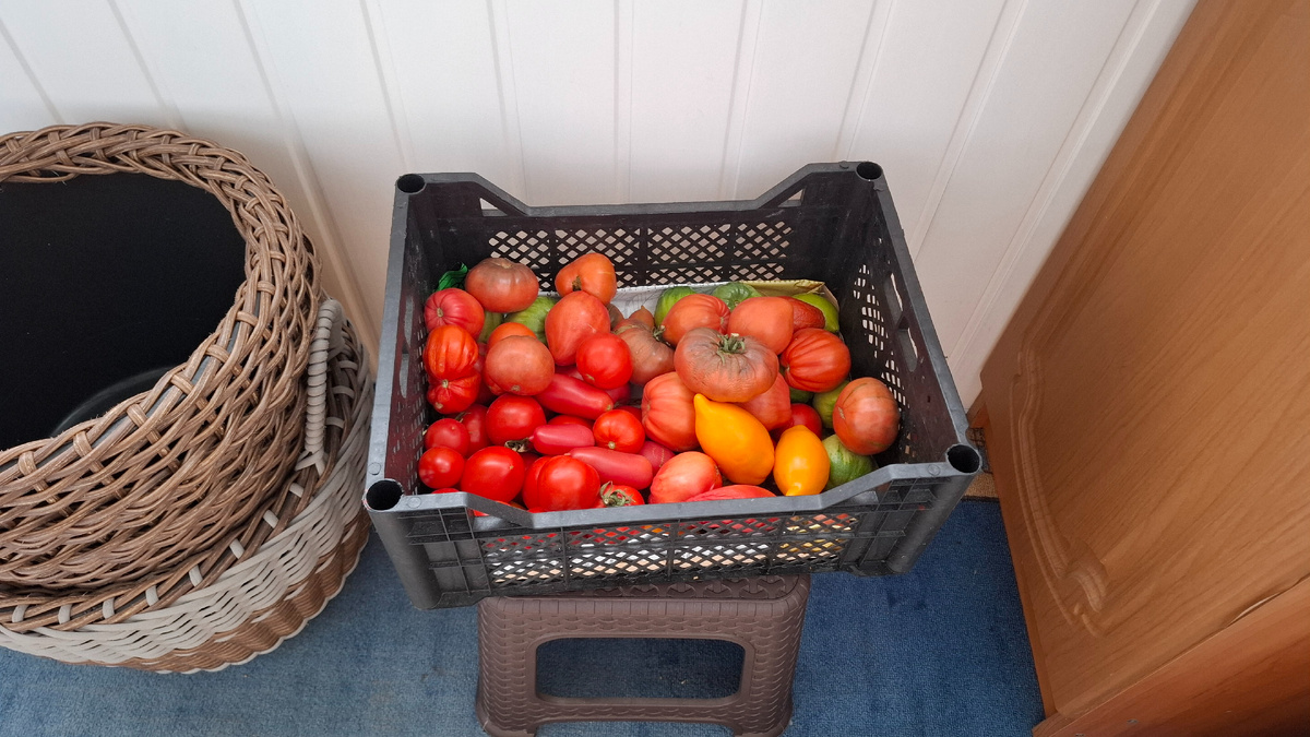 Дозревают помидоры на балконе