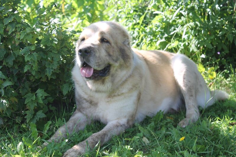 Зара чумазая