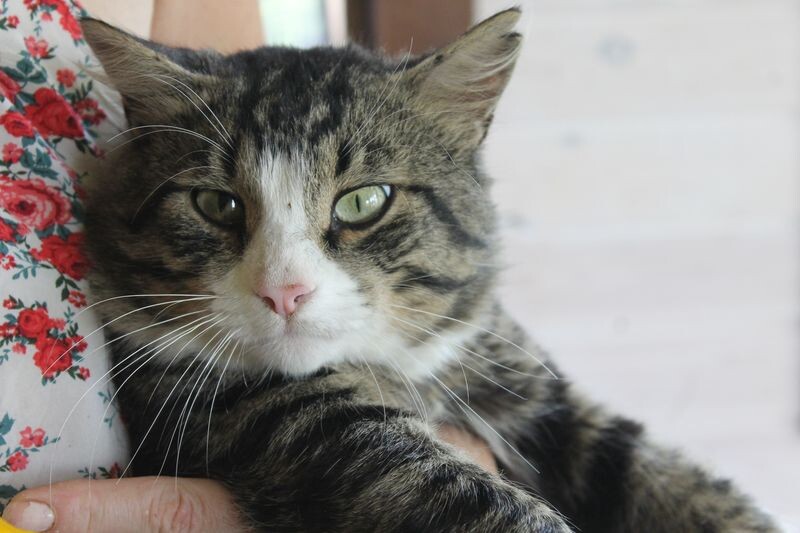 Мурч - Главный Боевой Кот Скобаристана