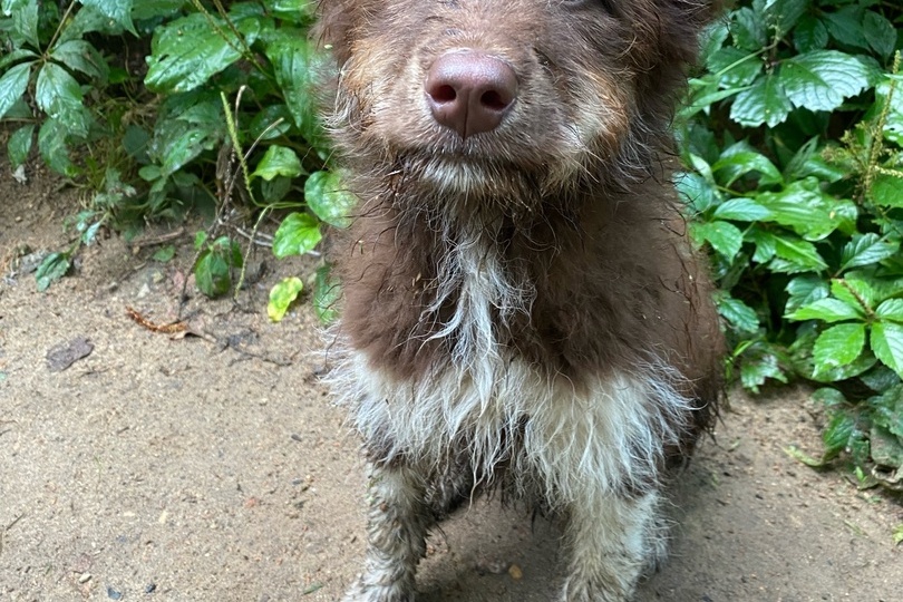 ❗ДОМА❗Собачий ребенок - Тибо🐶