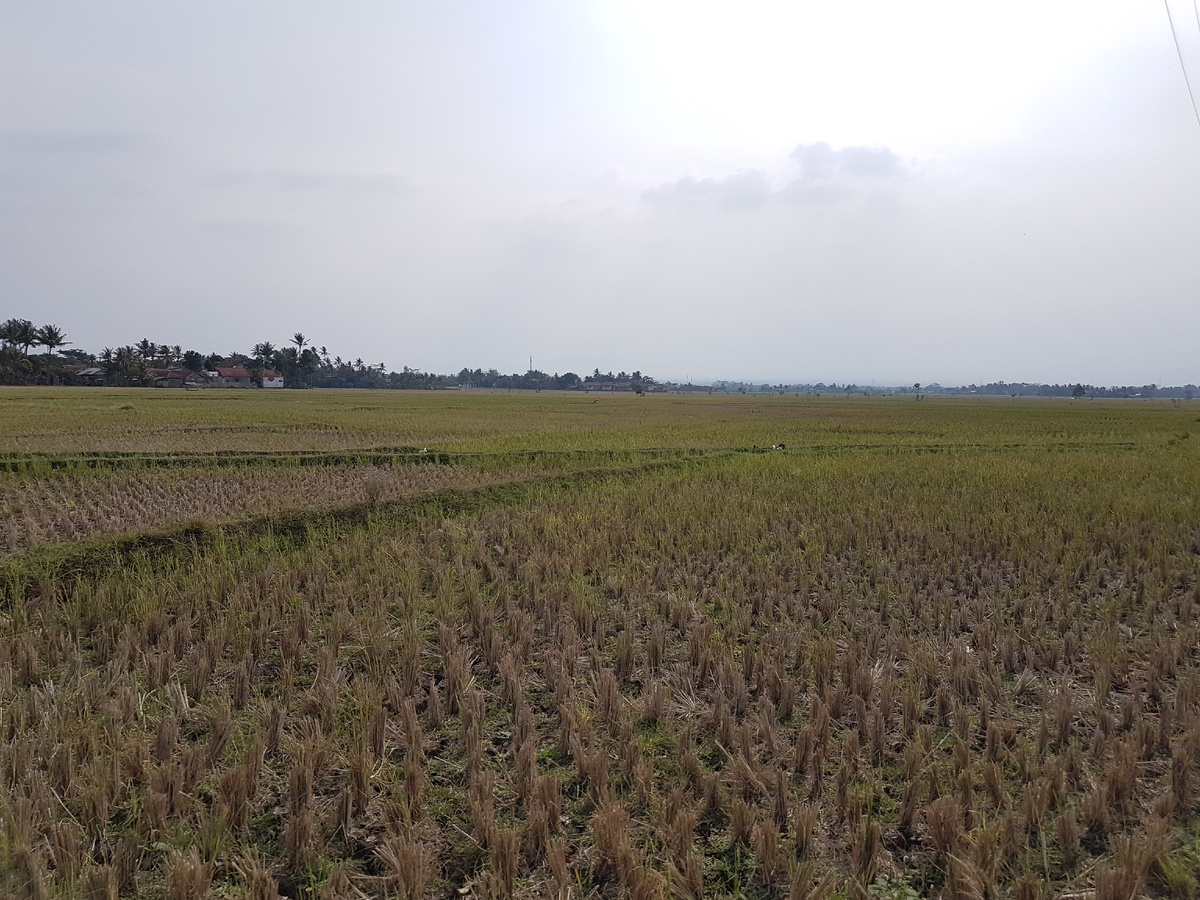 Рис уже собрали.