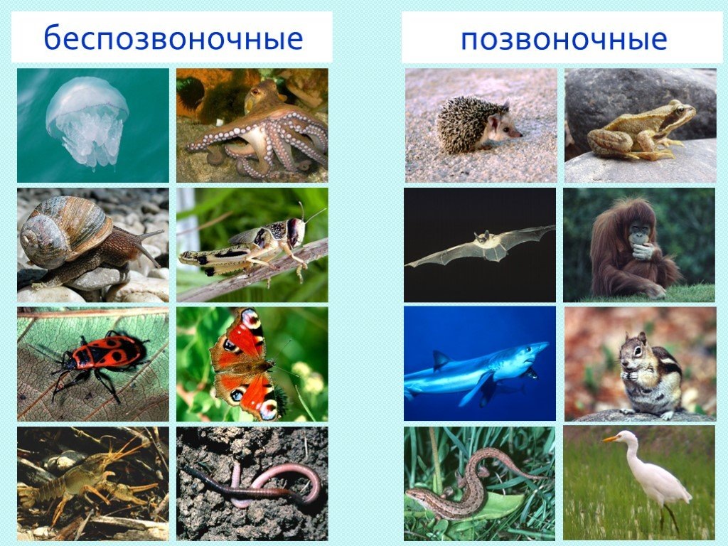 Каких животных называют беспозвоночными а каких позвоночными. Каких животных называют беспозвоночными а каких позвоночными. Каких животных называют беспозвоночными а каких позвоночными. Презентация беспозвоночные по биологии. Позвоночные и беспозвоночные.