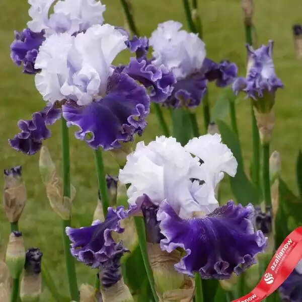 Ирис бородатый Фил Зе Тандер от AzaliaNow Мария Тетерятникова  📷
