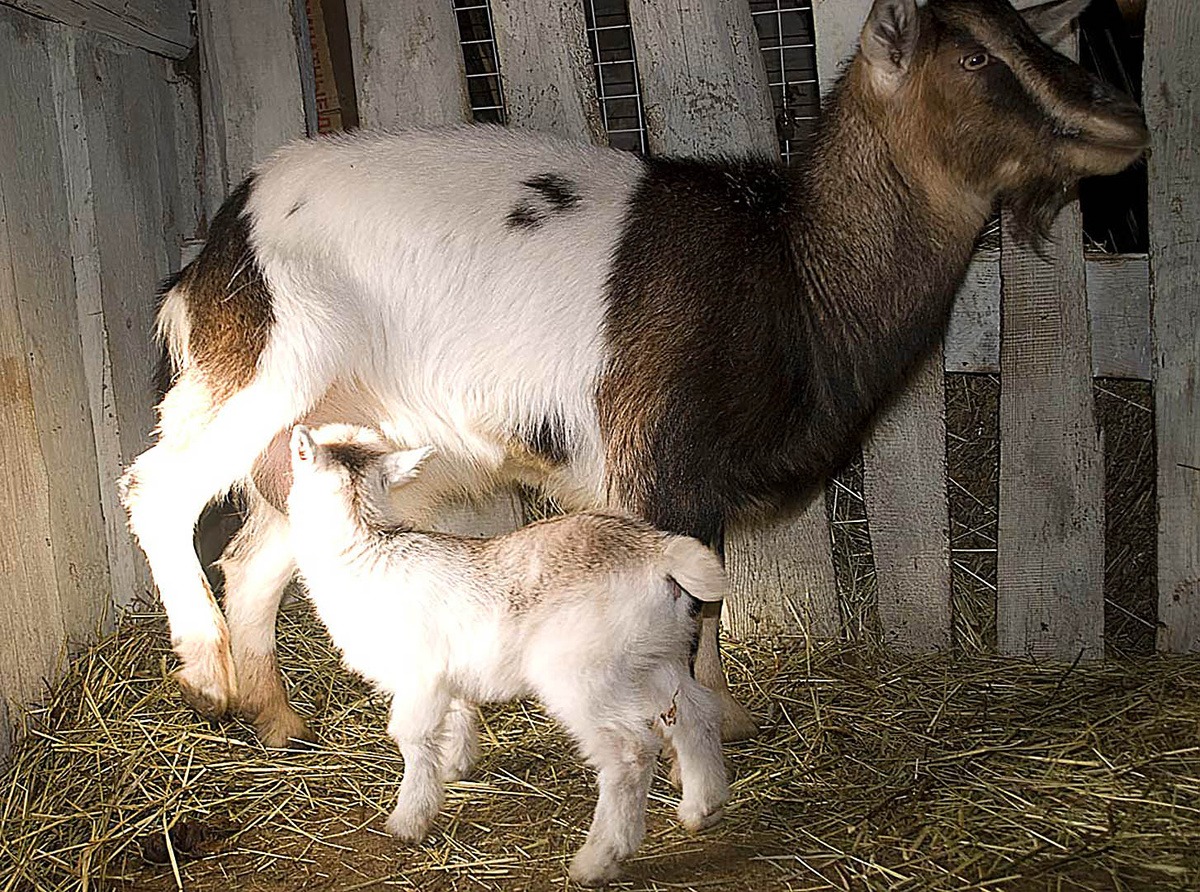Камерунская коза Маня I с дочерью