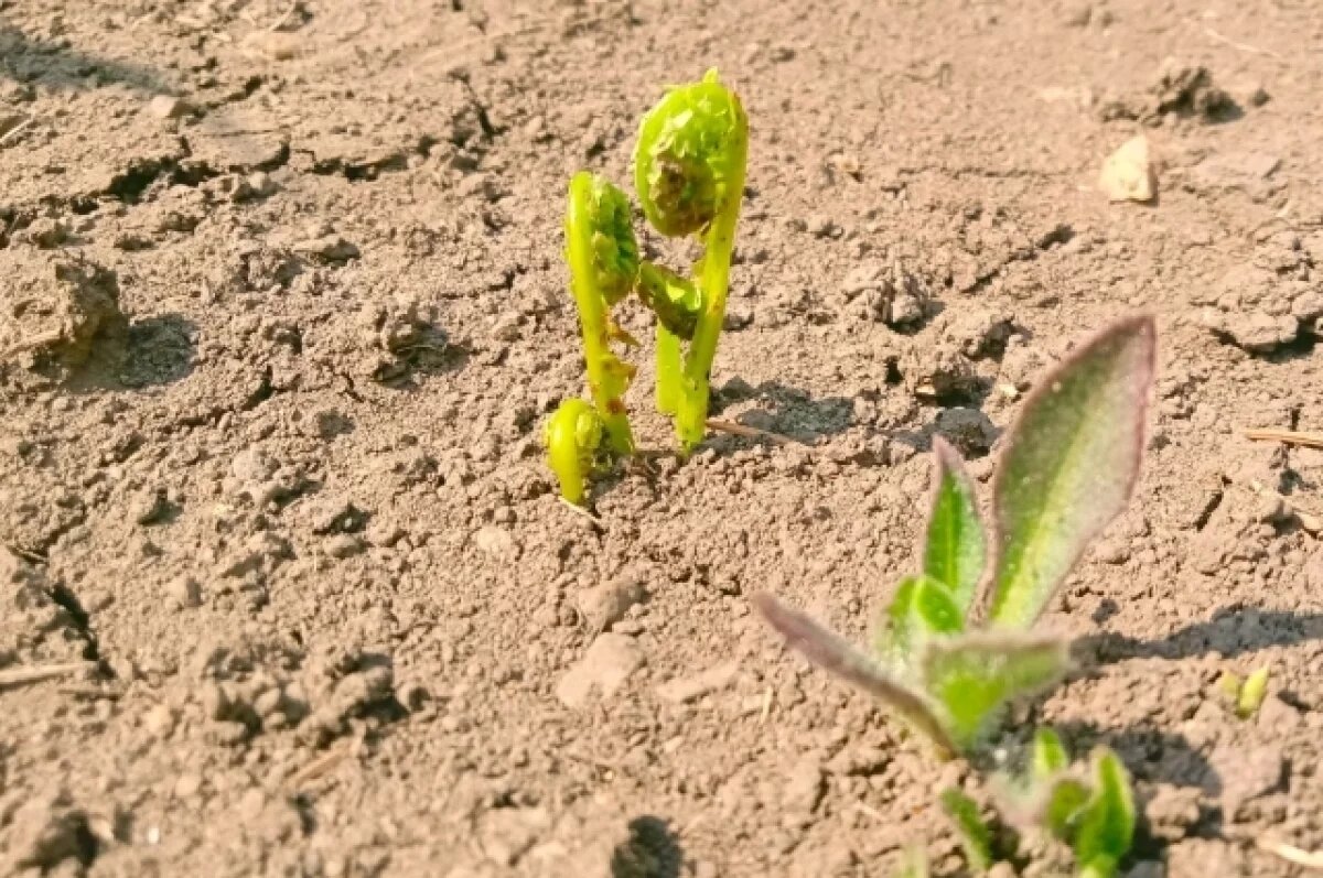    В нескольких районах Татарстана выявили переувлажнение почвы